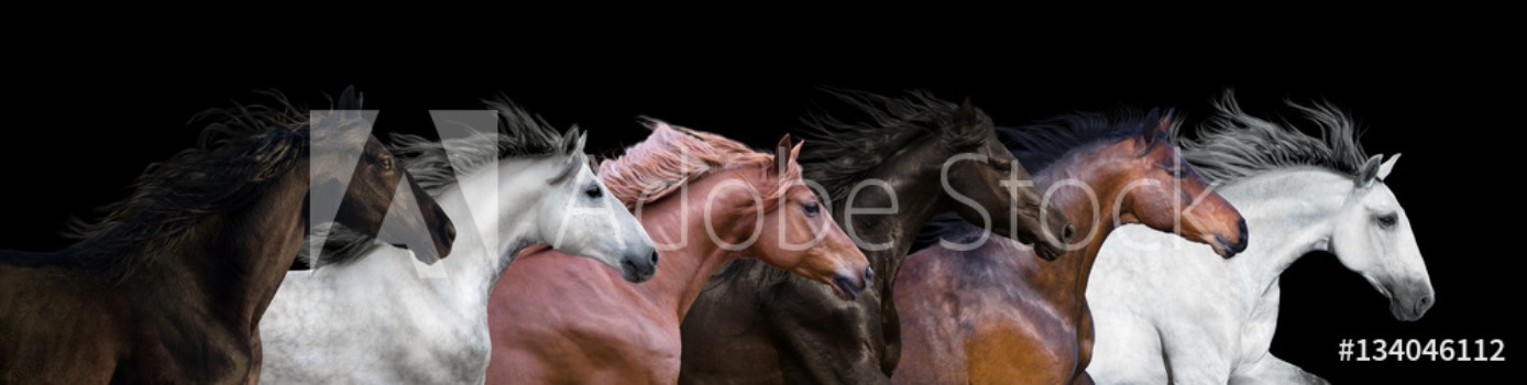 Bild på Six horses portraits isolated on a black background